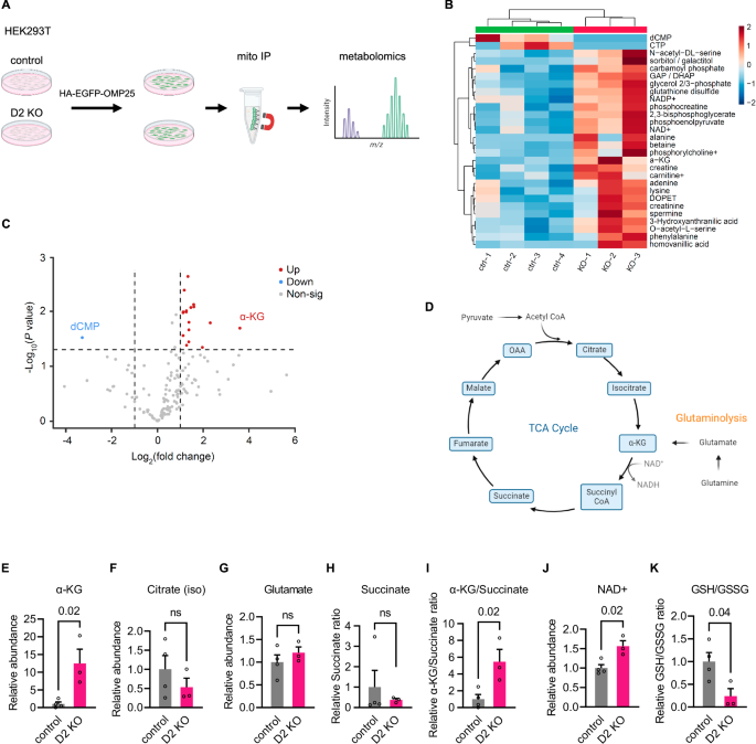 Dysregulation of mitochondrial α-ketoglutarate dehydrogenase leads to elevated lipid peroxidation in CHCHD2-linked Parkinson’s disease models