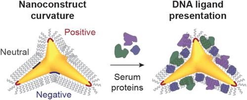 High-Curvature Features on Branched Nanoconstructs Circumvent Protein Corona Interference