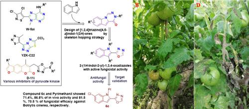 Investigation of the Antifungal Activity and Preliminary Mode of Action of Novel 2-(1H-Indol-2-yl)-1,3,4-oxadiazole Derivatives against Botrytis cinerea