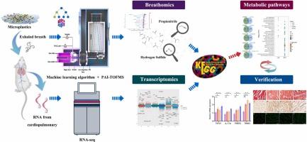 Unveiling the systemic impact of airborne microplastics: Integrating breathomics and machine learning with dual-tissue transcriptomics