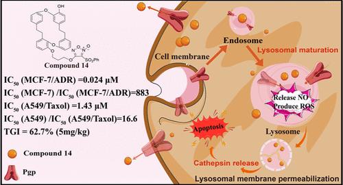 Design, Synthesis, and Biological Evaluation of Marchantin C-NO Donor Hybrids for Overcoming Pgp-Mediated Drug Resistance by Targeting Lysosome