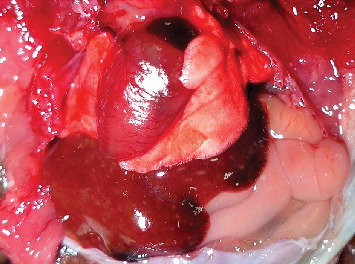 Infection by Adenovirus Type 2 in a Short-Tailed Bat in Mexico.