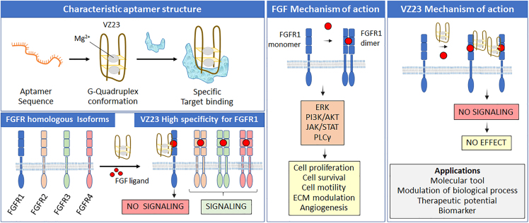 Lockpicking FGFR1 with aptamer-based technology.