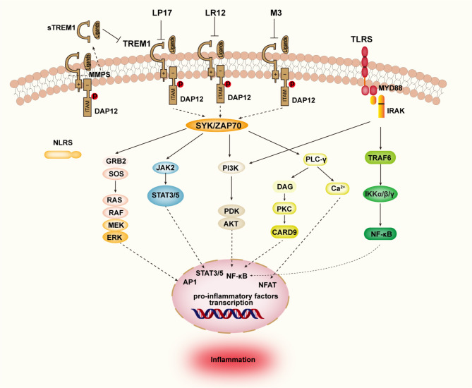 The properties of TREM1 and its emerging role in pain-related diseases.