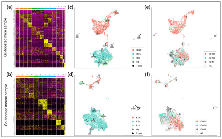 Efficient Identification of Monoclonal Antibodies Against Rift Valley Fever Virus Using High-Throughput Single Lymphocyte Transcriptomics of Immunized Mice.
