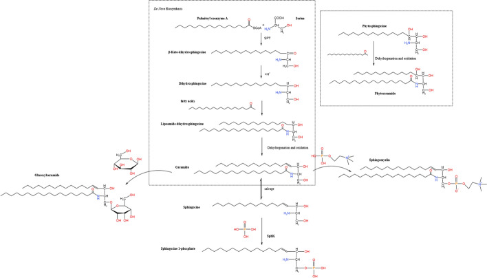 Sphingolipid metabolites involved in the pathogenesis of atherosclerosis: perspectives on sphingolipids in atherosclerosis.