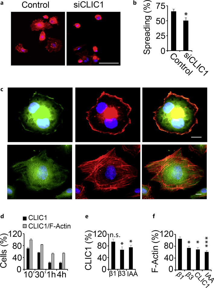 CLIC1 Supports Mechanisms Related to Platelet Activation and Thrombosis.