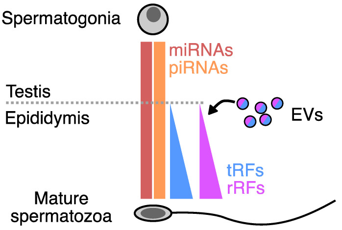 The Small Non-Coding RNA Profile of Human and Mouse Sperm.