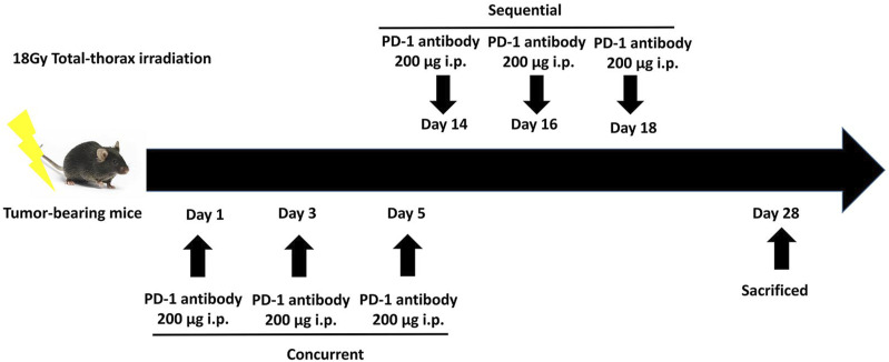 Comparative Analysis of Concurrent vs Sequential Administration of anti-PD-1 Following Thoracic Radiotherapy: Impact on Lung Tissue Damage.