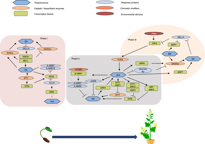 Dwarfs standing tall: breeding towards the 'Yellow revolution' through insights into plant height regulation.