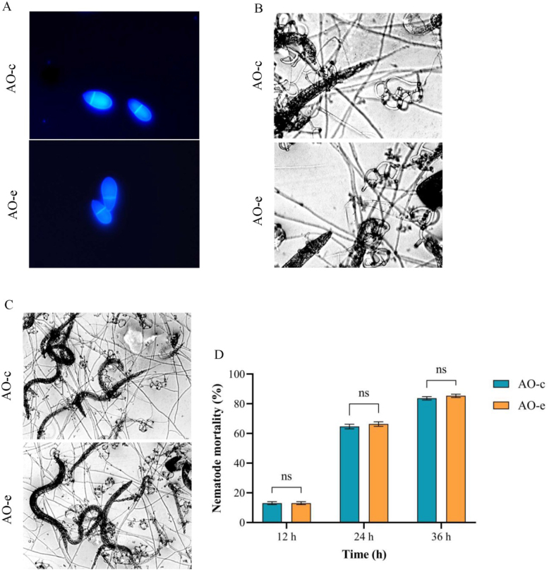 Proteomic insights into nematode-trapping fungi <i>Arthrobotrys oligospora</i> after their response to chitin.