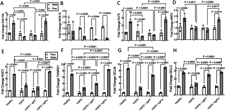 Adenine base editing rescues pathogenic phenotypes in tissue engineered vascular model of Hutchinson-Gilford progeria syndrome.