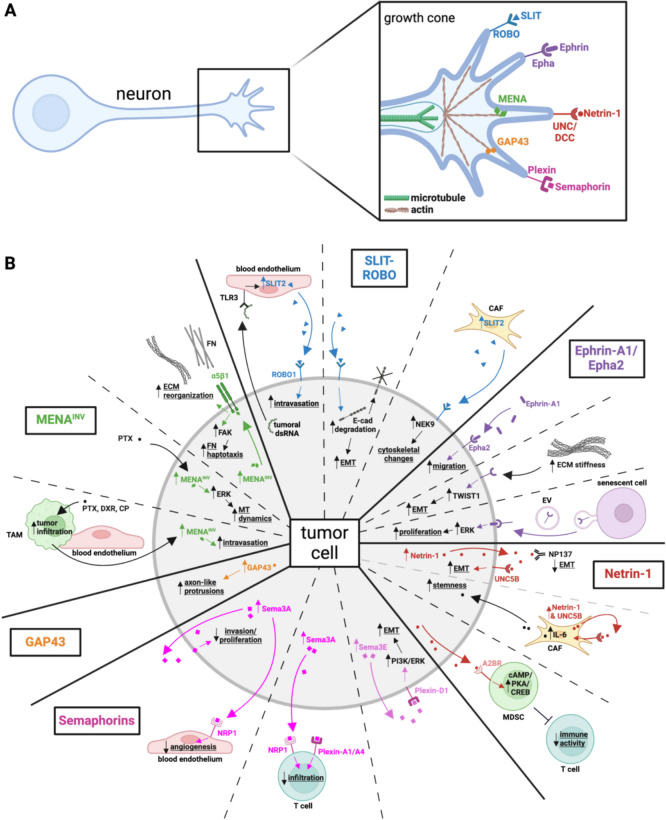 Neuronal mimicry in tumors: lessons from neuroscience to tackle cancer.