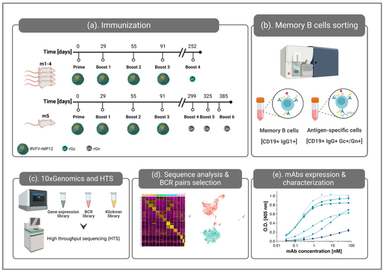 Efficient Identification of Monoclonal Antibodies Against Rift Valley Fever Virus Using High-Throughput Single Lymphocyte Transcriptomics of Immunized Mice.