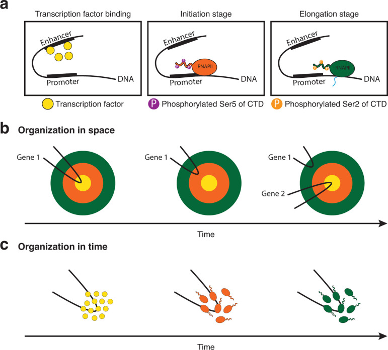 The role of transcription bodies in gene expression: what embryos teach us.