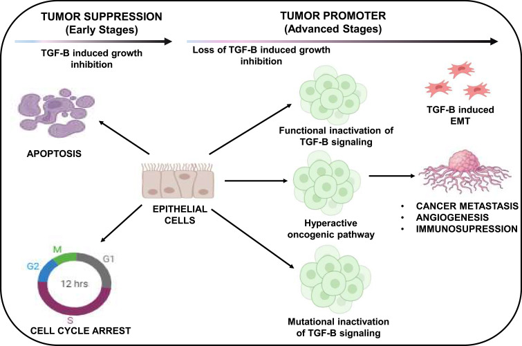 Exploring TGF-β Signaling in Cancer Progression: Prospects and Therapeutic Strategies.