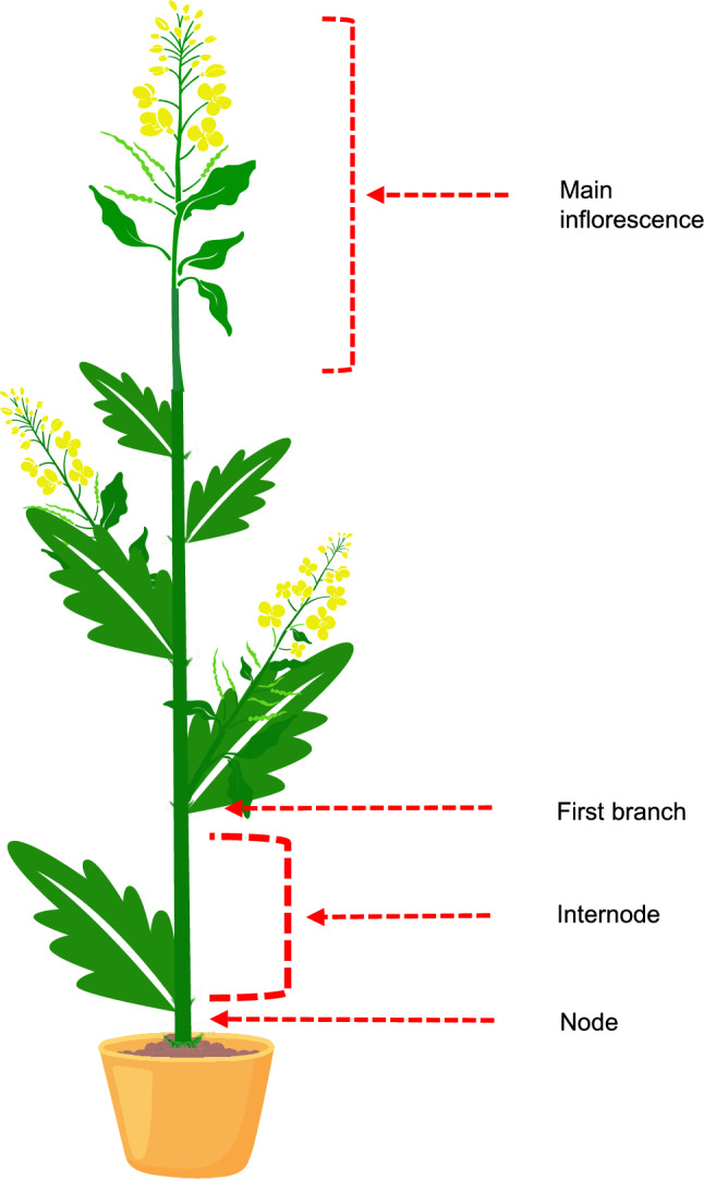 Dwarfs standing tall: breeding towards the 'Yellow revolution' through insights into plant height regulation.