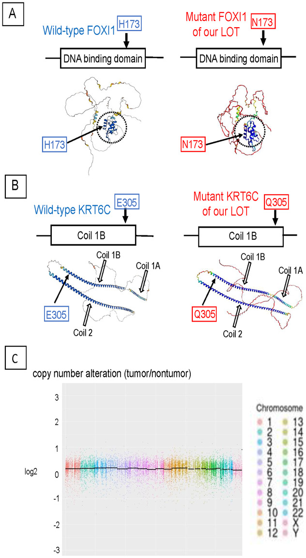 Whole exome sequencing identified mutations of forkhead box I 1 (FOXI1), keratin 6 C (KRT6C) and gap junction protein delta 2 (GJD2) in a low-grade oncocytic tumor of the kidney: a case report.