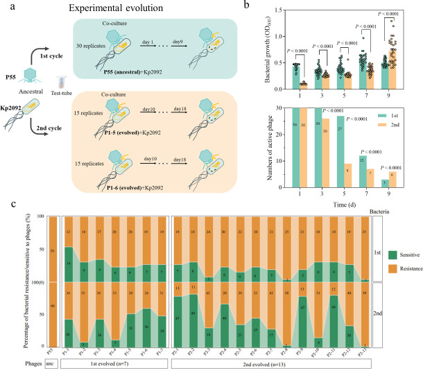 Phage-mediated virulence loss and antimicrobial susceptibility in carbapenem-resistant <i>Klebsiella pneumoniae</i>.