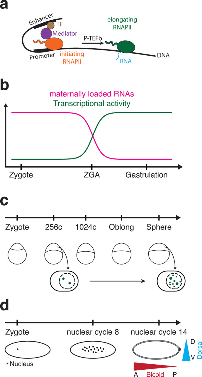 The role of transcription bodies in gene expression: what embryos teach us.