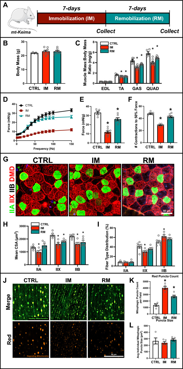 Mitophagy is required to protect against excessive skeletal muscle atrophy following hindlimb immobilization.