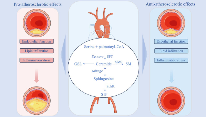 Sphingolipid metabolites involved in the pathogenesis of atherosclerosis: perspectives on sphingolipids in atherosclerosis.