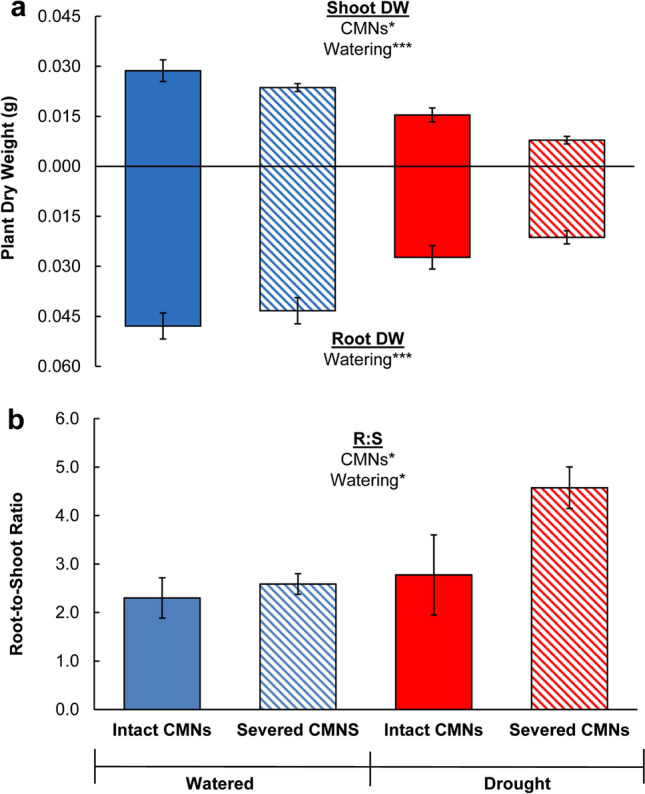 Common mycorrhizal networks improve survival and mediate facilitative plant interactions among Andropogon gerardii seedlings under drought stress.