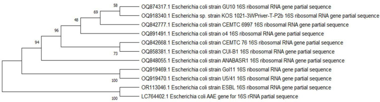 <i>Escherichia coli</i> in septic arthritis: prevalence and antibiotics susceptibility patterns.