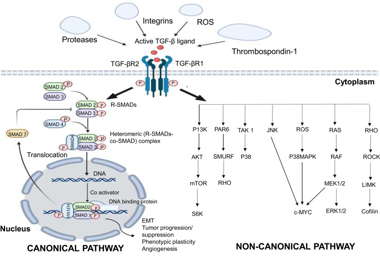 Exploring TGF-β Signaling in Cancer Progression: Prospects and Therapeutic Strategies.