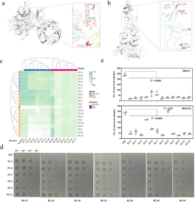 Phage-mediated virulence loss and antimicrobial susceptibility in carbapenem-resistant <i>Klebsiella pneumoniae</i>.