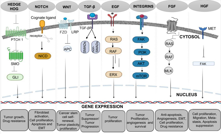 Exploring TGF-β Signaling in Cancer Progression: Prospects and Therapeutic Strategies.