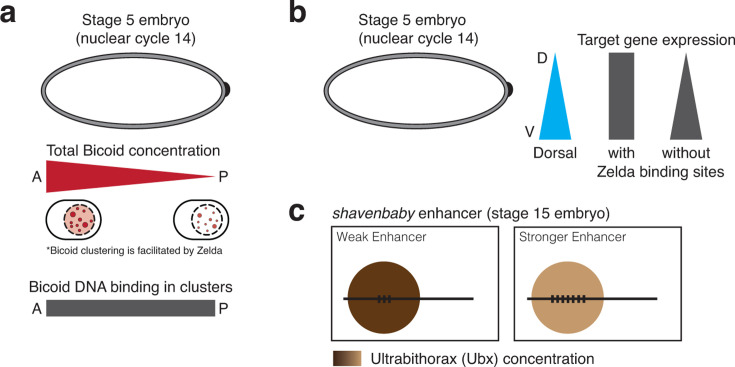 The role of transcription bodies in gene expression: what embryos teach us.