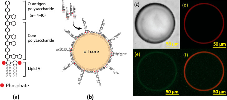 Factors Promoting Lipopolysaccharide Uptake by Synthetic Lipid Droplets.
