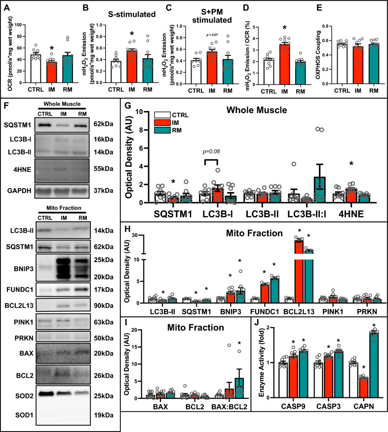 Mitophagy is required to protect against excessive skeletal muscle atrophy following hindlimb immobilization.
