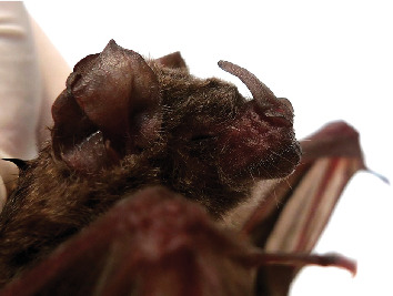 Infection by Adenovirus Type 2 in a Short-Tailed Bat in Mexico.
