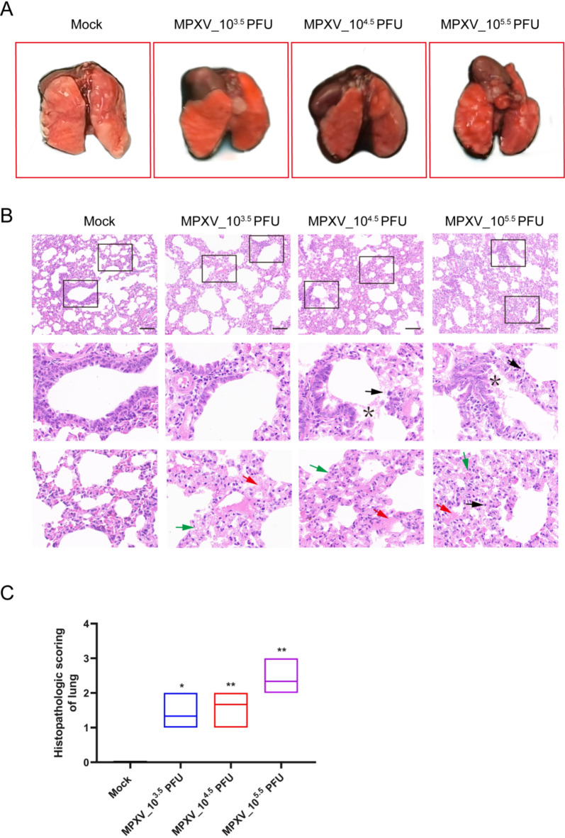Establishment of an animal model for monkeypox virus infection in dormice.