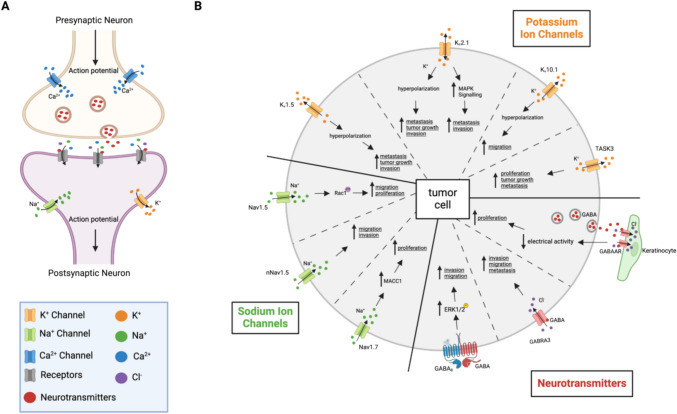 Neuronal mimicry in tumors: lessons from neuroscience to tackle cancer.