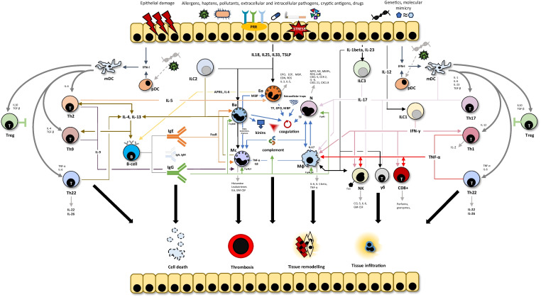 Clinical and Pathophysiological Tangles Between Allergy and Autoimmunity: Deconstructing an Old Dichotomic Paradigm.