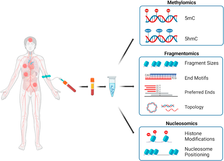 Epigenetic modifications of cfDNA in liquid biopsy for the cancer care continuum