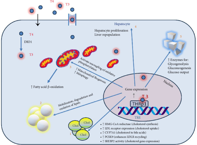 Resmetirom: The First Disease-Specific Treatment for MASH.