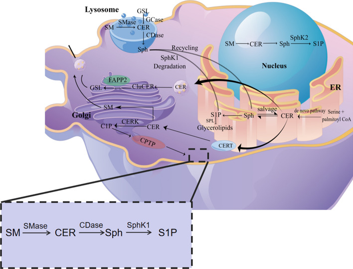 Sphingolipid metabolites involved in the pathogenesis of atherosclerosis: perspectives on sphingolipids in atherosclerosis.