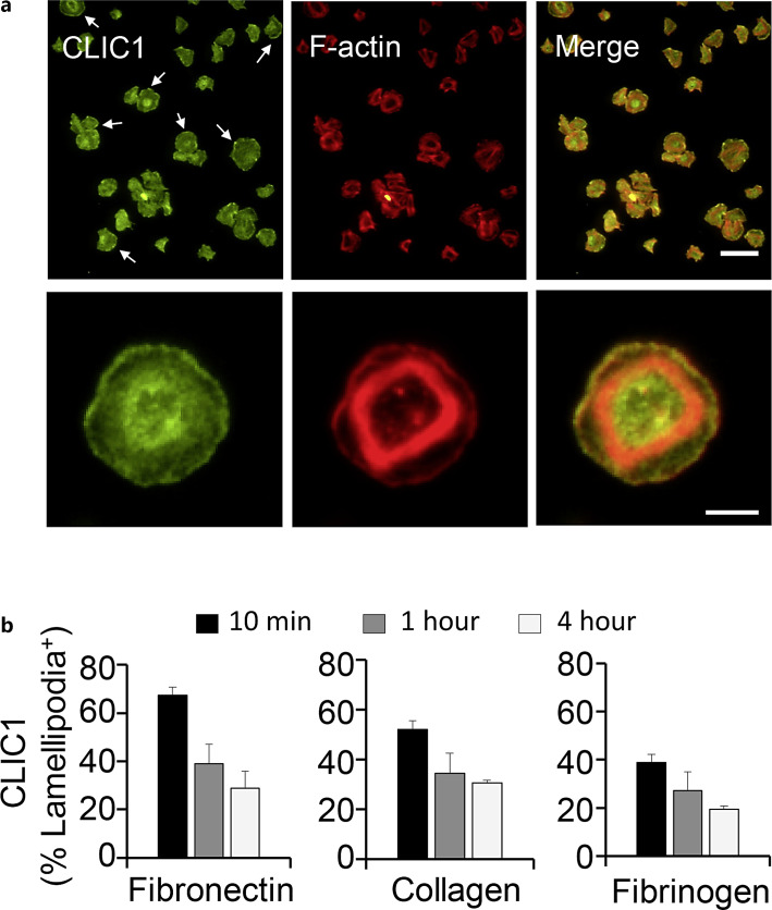 CLIC1 Supports Mechanisms Related to Platelet Activation and Thrombosis.