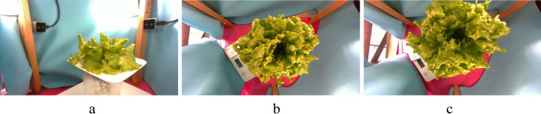 A method for phenotyping lettuce volume and structure from 3D images.