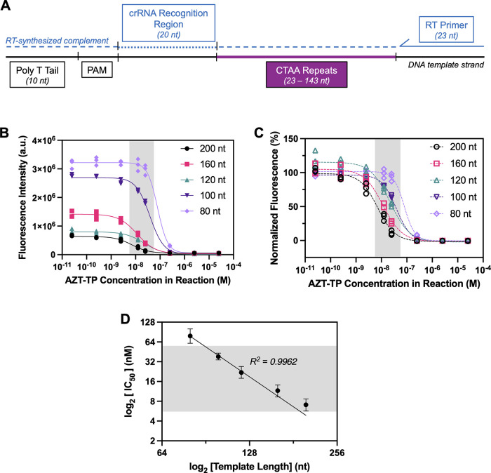 Rapid Enzymatic Assay for Antiretroviral Drug Monitoring Using CRISPR-Cas12a-Enabled Readout.