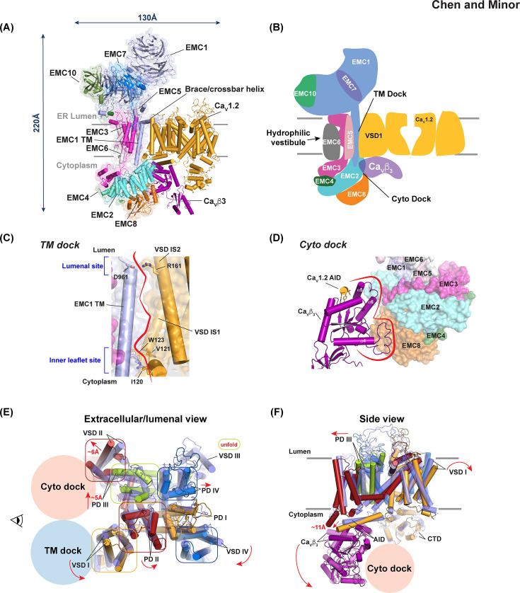 Electrosome assembly: Structural insights from high voltage-activated calcium channel (CaV)-chaperone interactions.