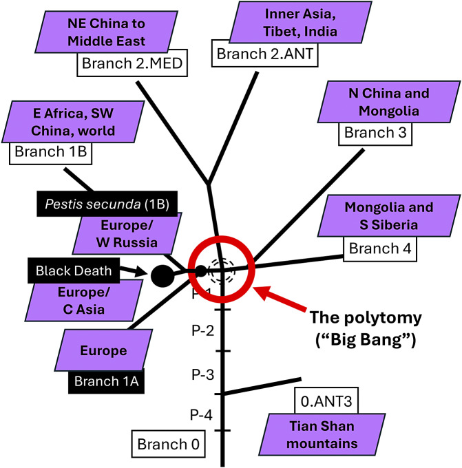Plague history, Mongol history, and the processes of focalisation leading up to the Black Death: a response to Brack <i>et al.</i>