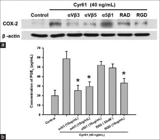 Cysteine-rich 61 mediates inflammation by the NF-κB/cyclooxygenase-2 pathway in RF/6A cells.