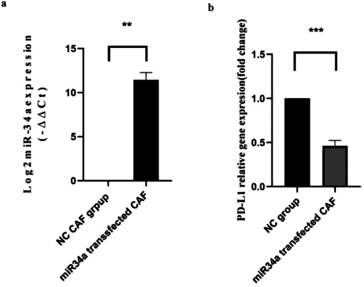 Effect of conditioned medium from miRNA-34a transfected gastric cancer-associated fibroblast on peripheral blood mononuclear cells.