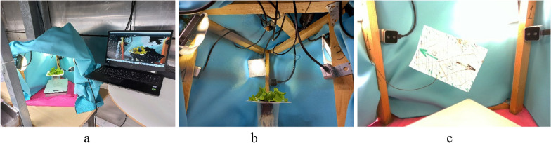 A method for phenotyping lettuce volume and structure from 3D images.