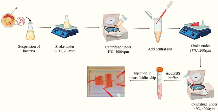 Application of microfluidic technology and nanoencapsulation to amplify the antibacterial activity of clindamycin against a food born pathogen.